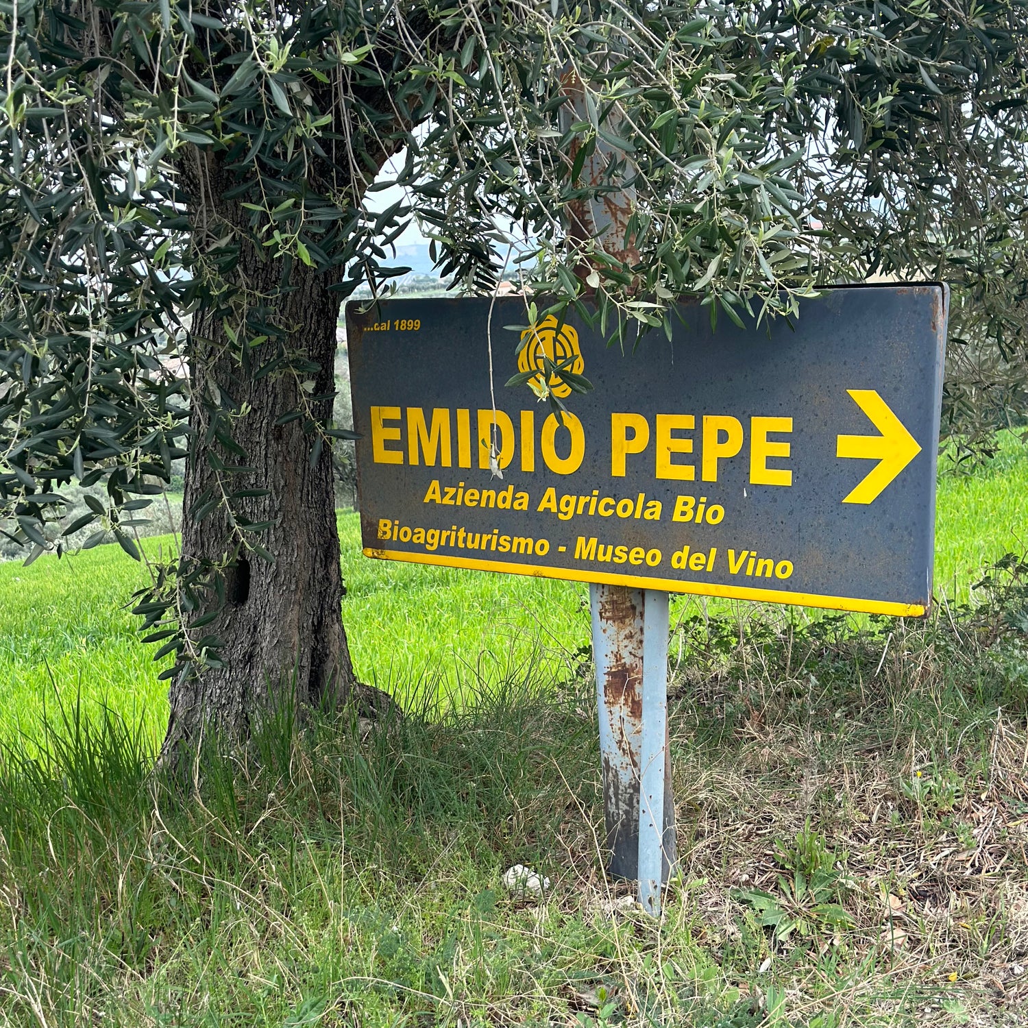 Emidio Pepe, Teramo